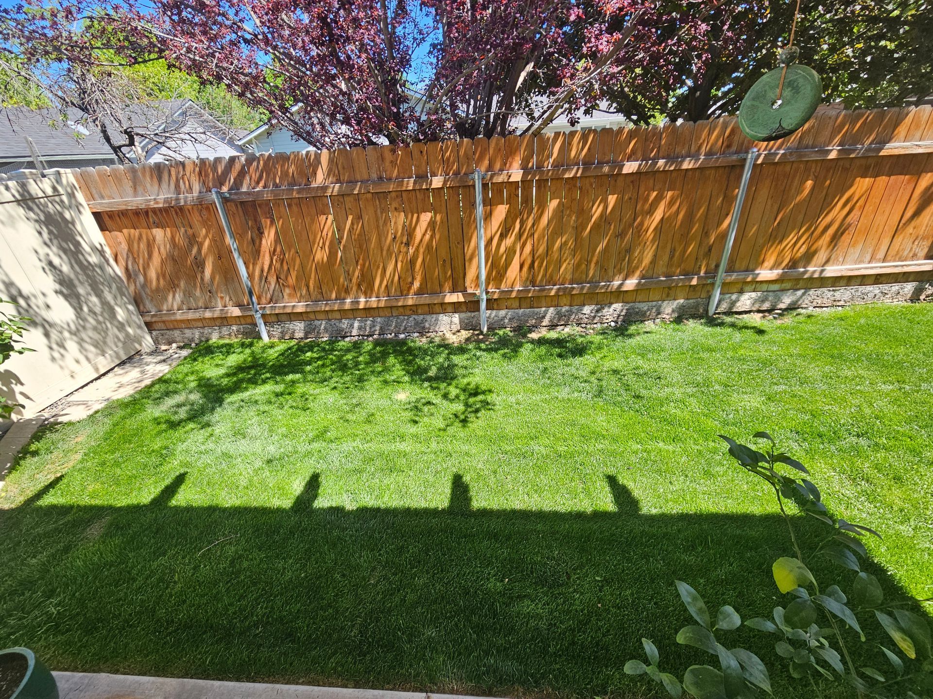 Green lawn in backyard, wooden fence, trees, and blue sky.