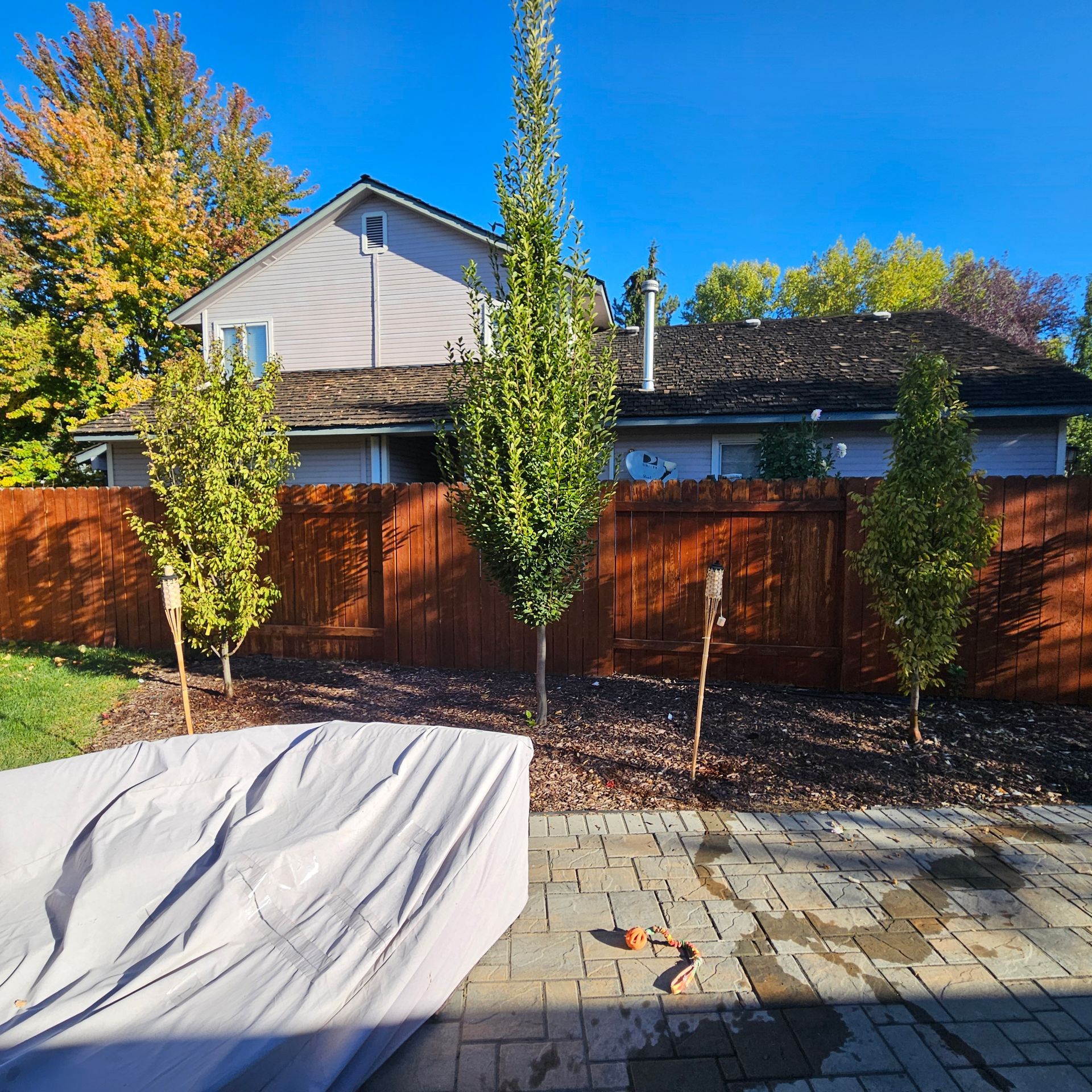 Backyard with trees, brown fence, gray house, blue sky, and a covered item.