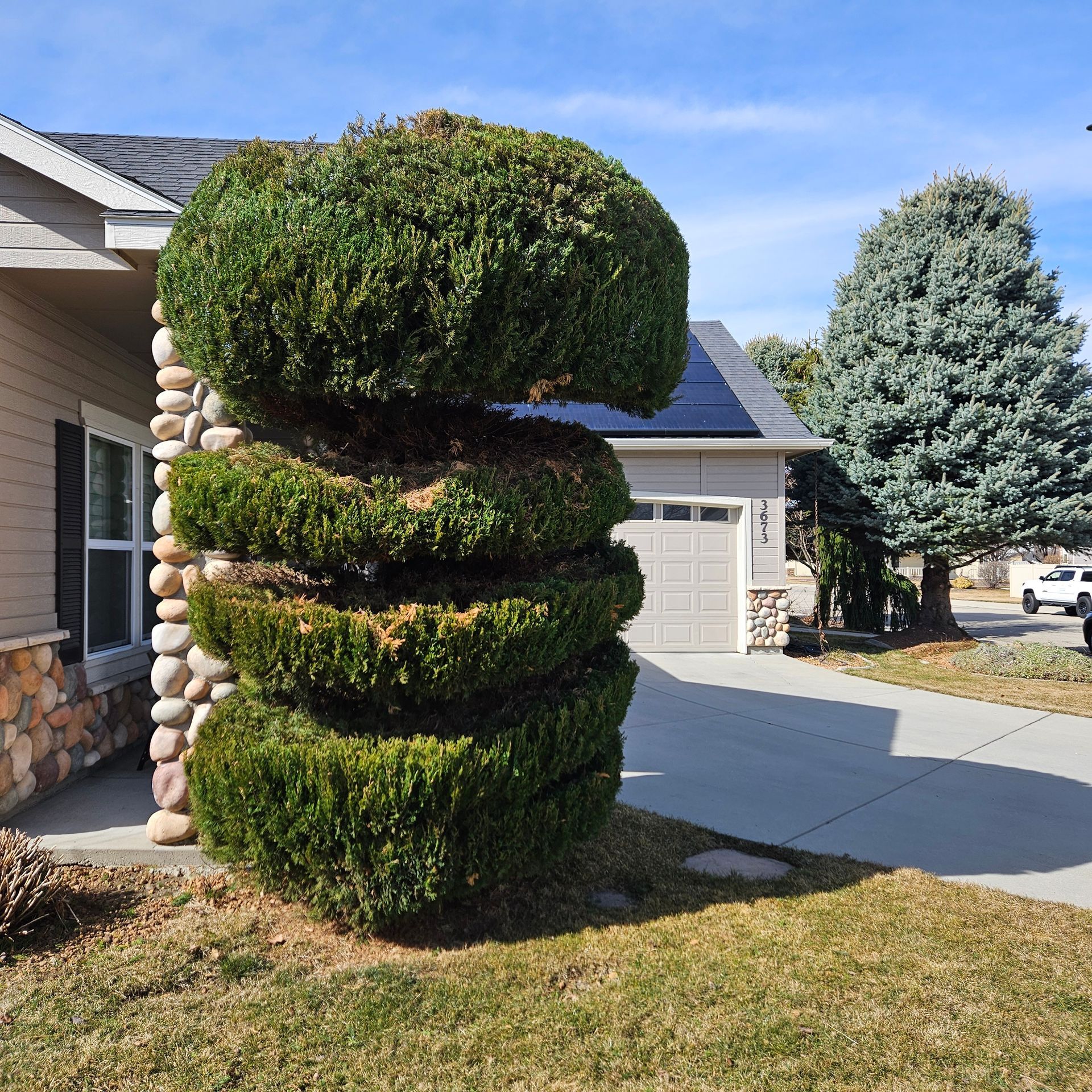 A uniquely trimmed bush in front of a house, resembling stacked, rounded shapes; blue sky in the background.