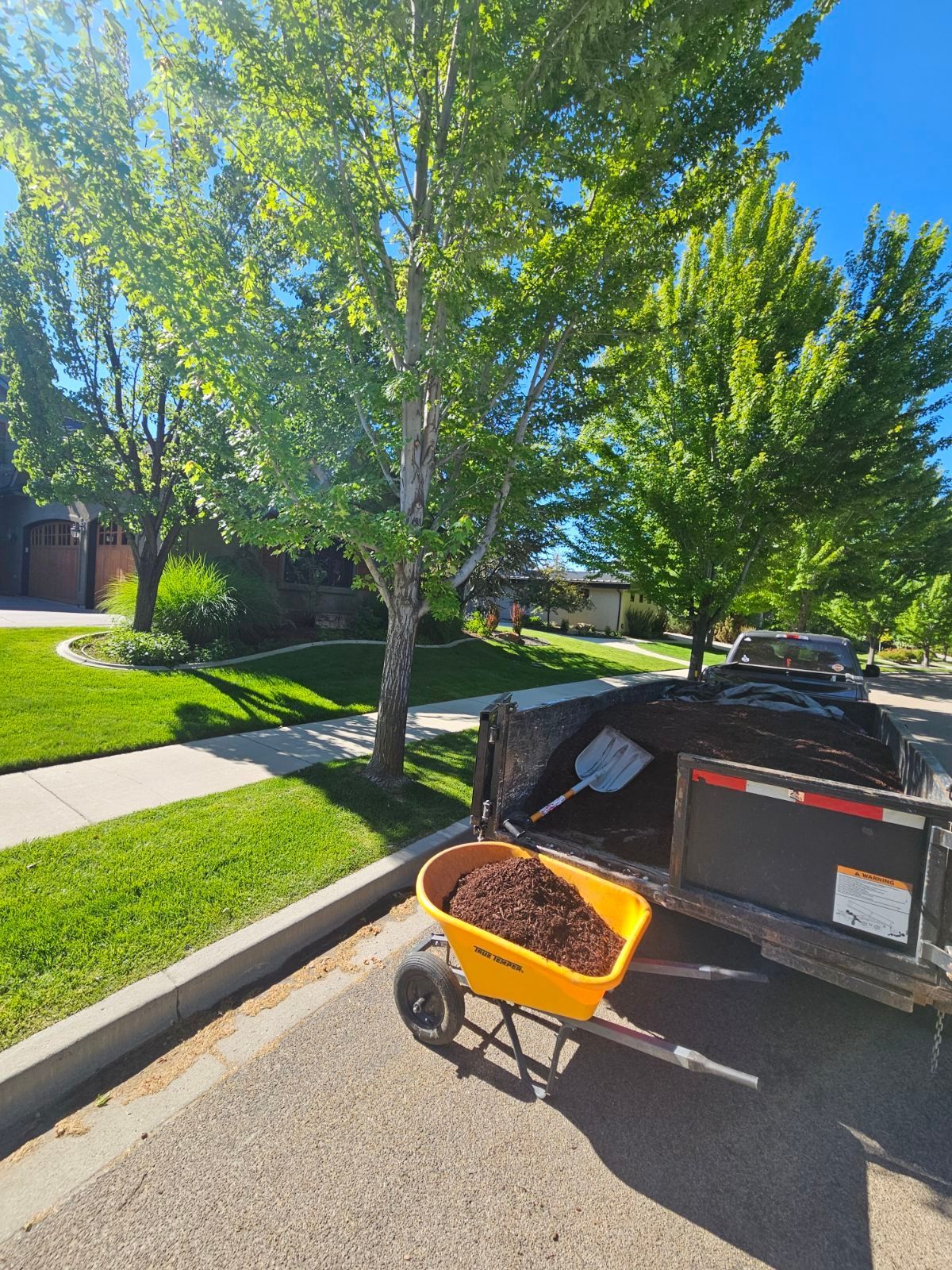 A wheelbarrow filled with mulch sits on a road next to a trailer loaded with mulch and a shovel under a tree.