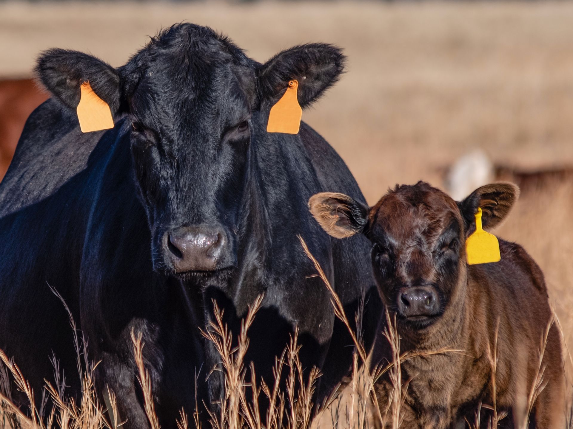 Boost Livestock Profitability | Profectus Livestock Solutions