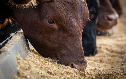 Cattle eating from a bunk.