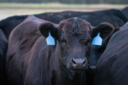 Black cow and brown calf with ear tags stand side-by-side in a field, looking at the camera.