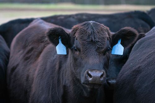 Black cow and brown calf with ear tags stand side-by-side in a field, looking at the camera.