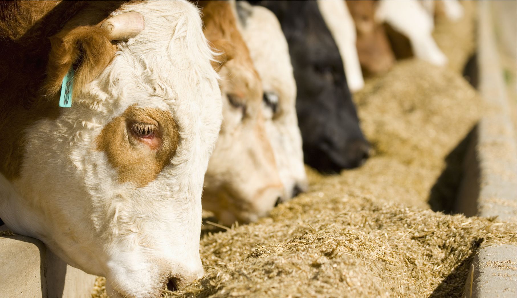Cows eating hay in a feeding trough. They are brown and white, with some black and white cows in the background.