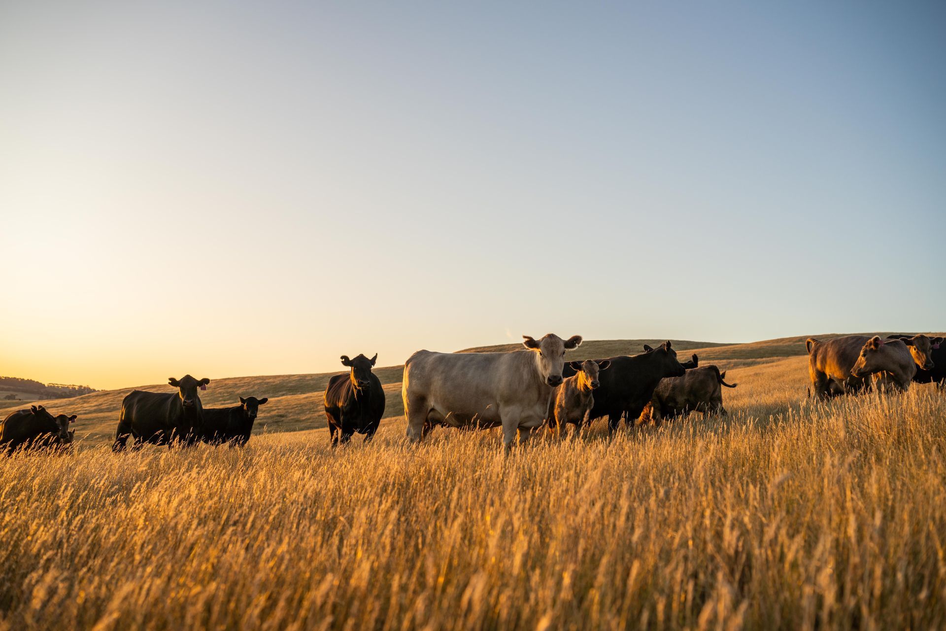 Cattle grazing in a field of golden grass at sunset.