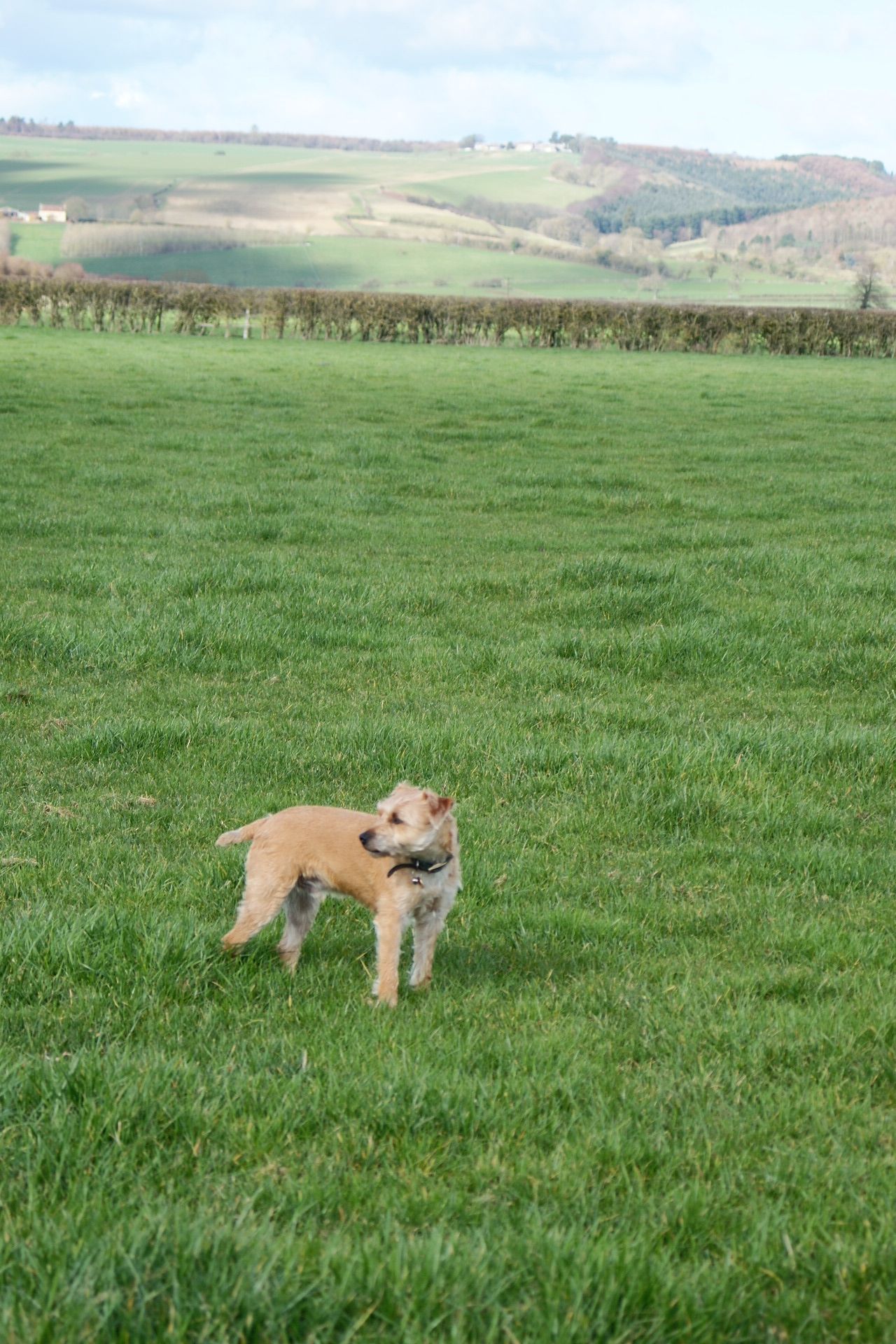 Ozzie enjoying The Dog Walk