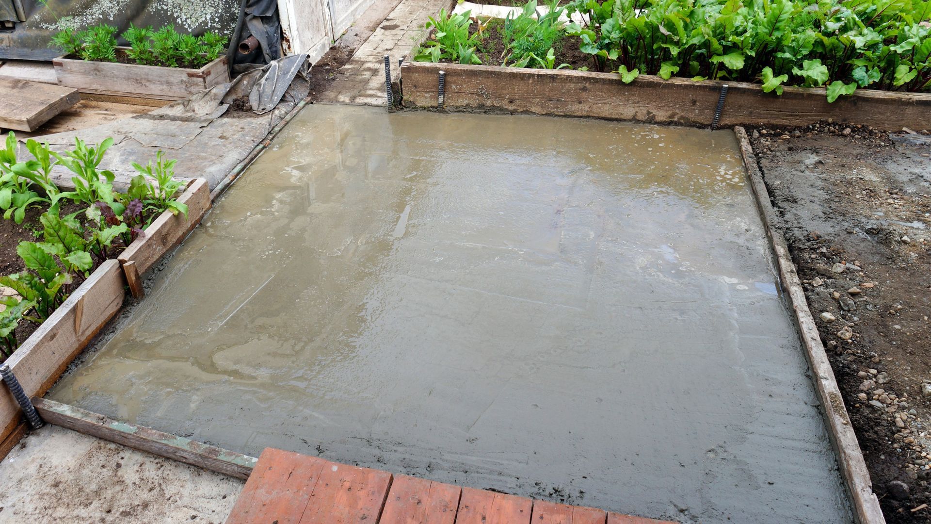 Fresh concrete slab bordered by wooden forms in a garden bed, with plants around the edges