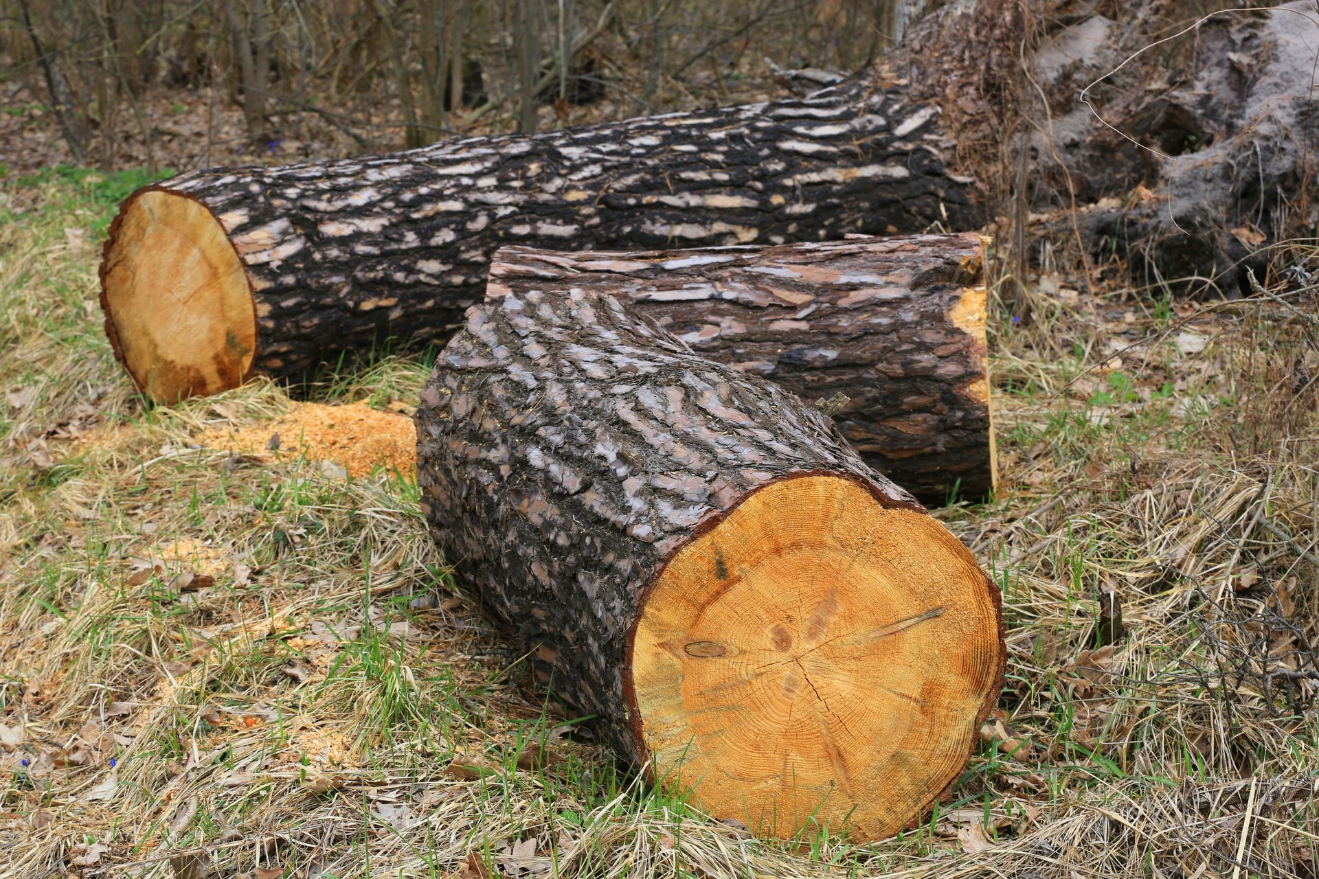 Cut logs of a large fallen tree lying on grass in a wooded area.