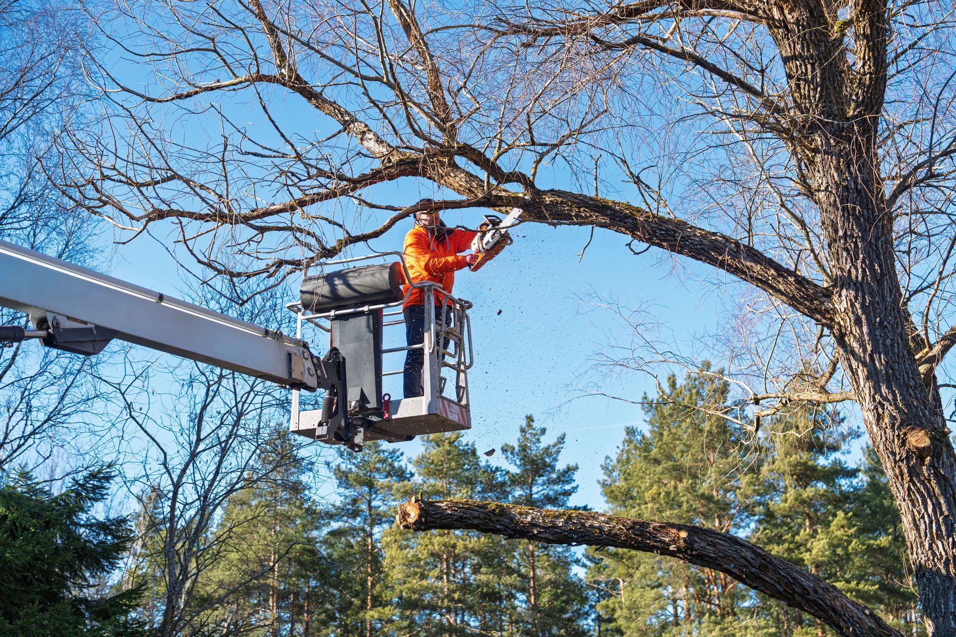 Worker in orange safety gear trimming a tree from a cherry picker under a blue sky