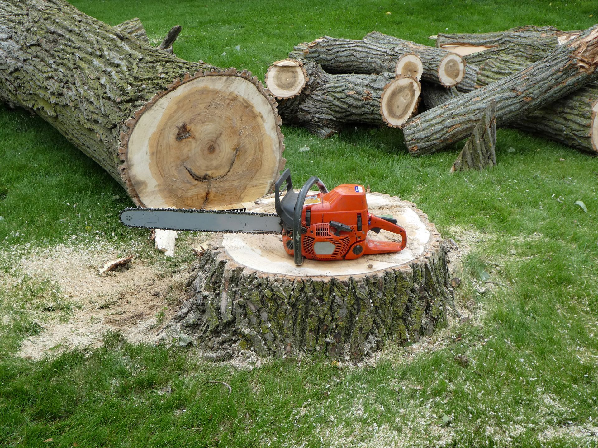 Orange chainsaw resting on a tree stump in a grassy yard with cut logs in the background