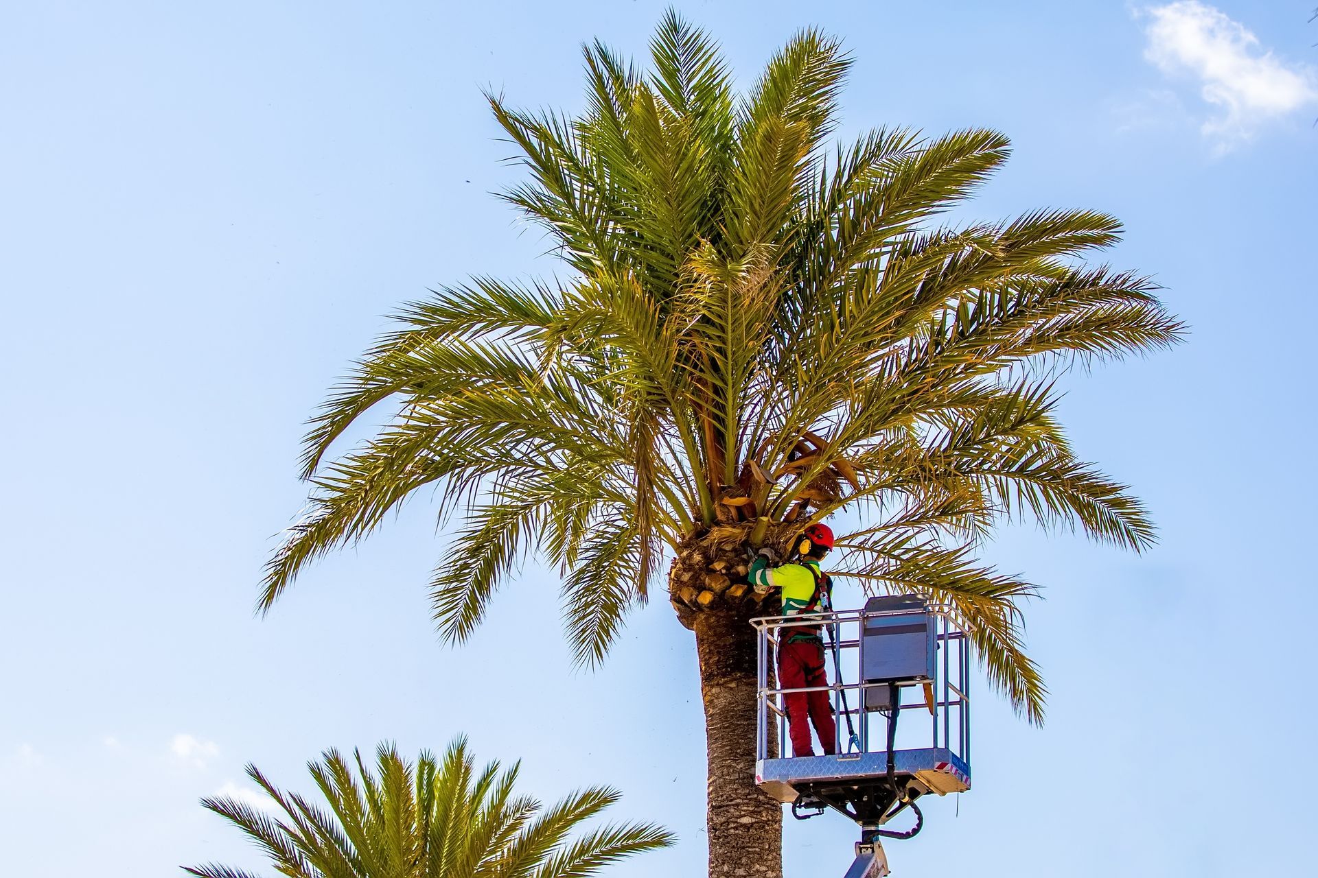 Worker on a lift trimming a palm tree against a clear blue sky