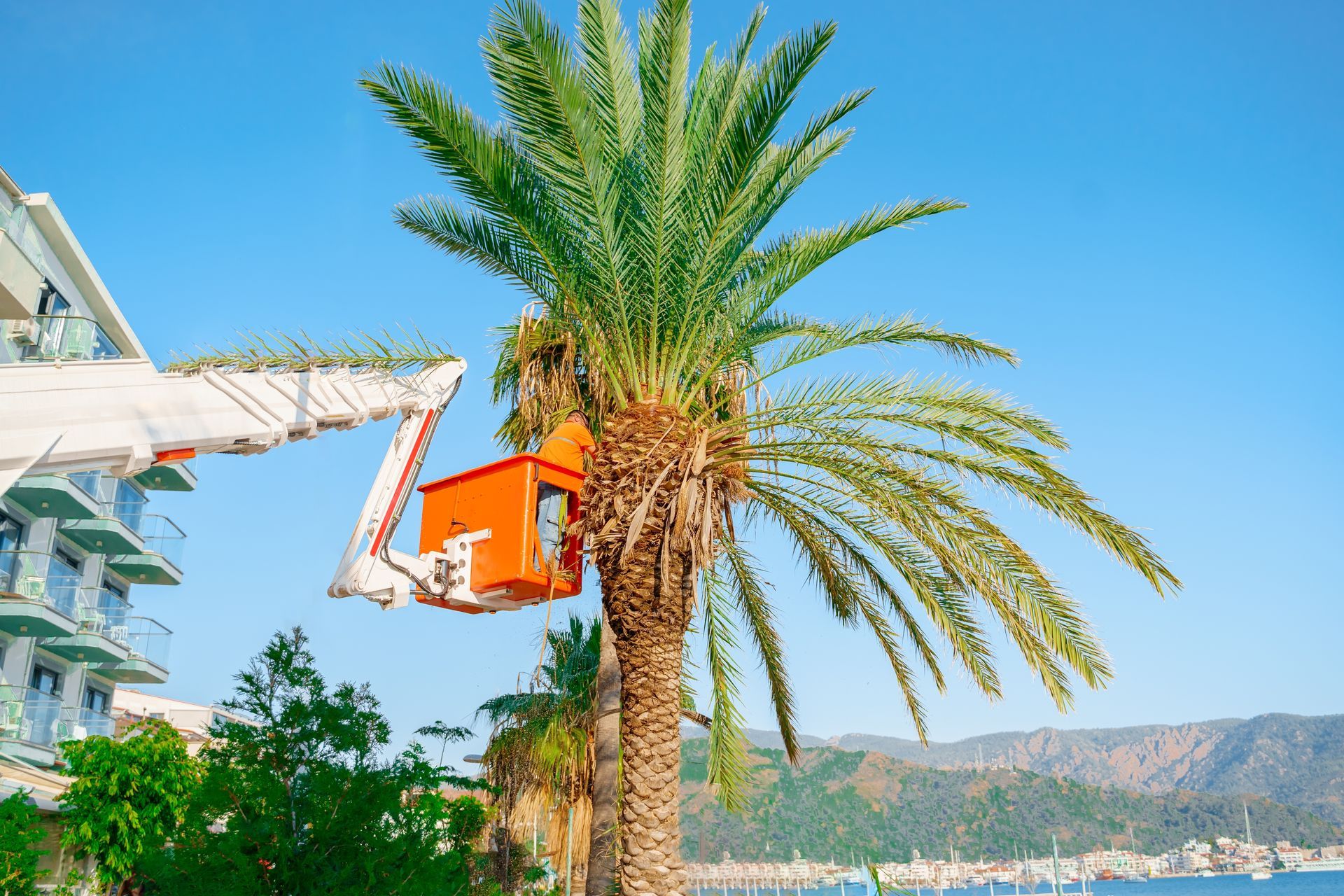 Palm tree beside a waterfront building lift against a clear blue sky and distant mountains