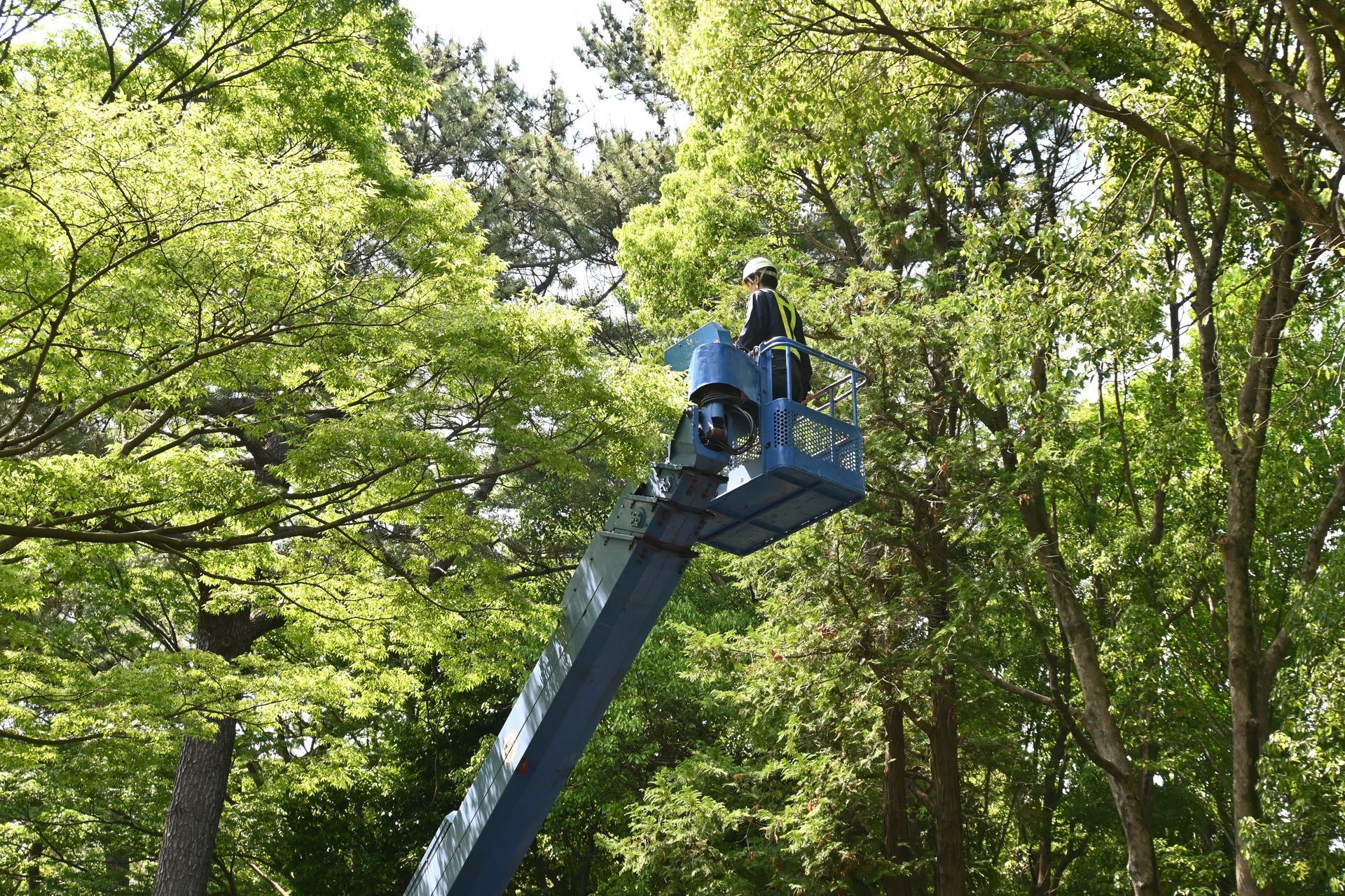 Blue lift basket among tall green trees in a wooded area