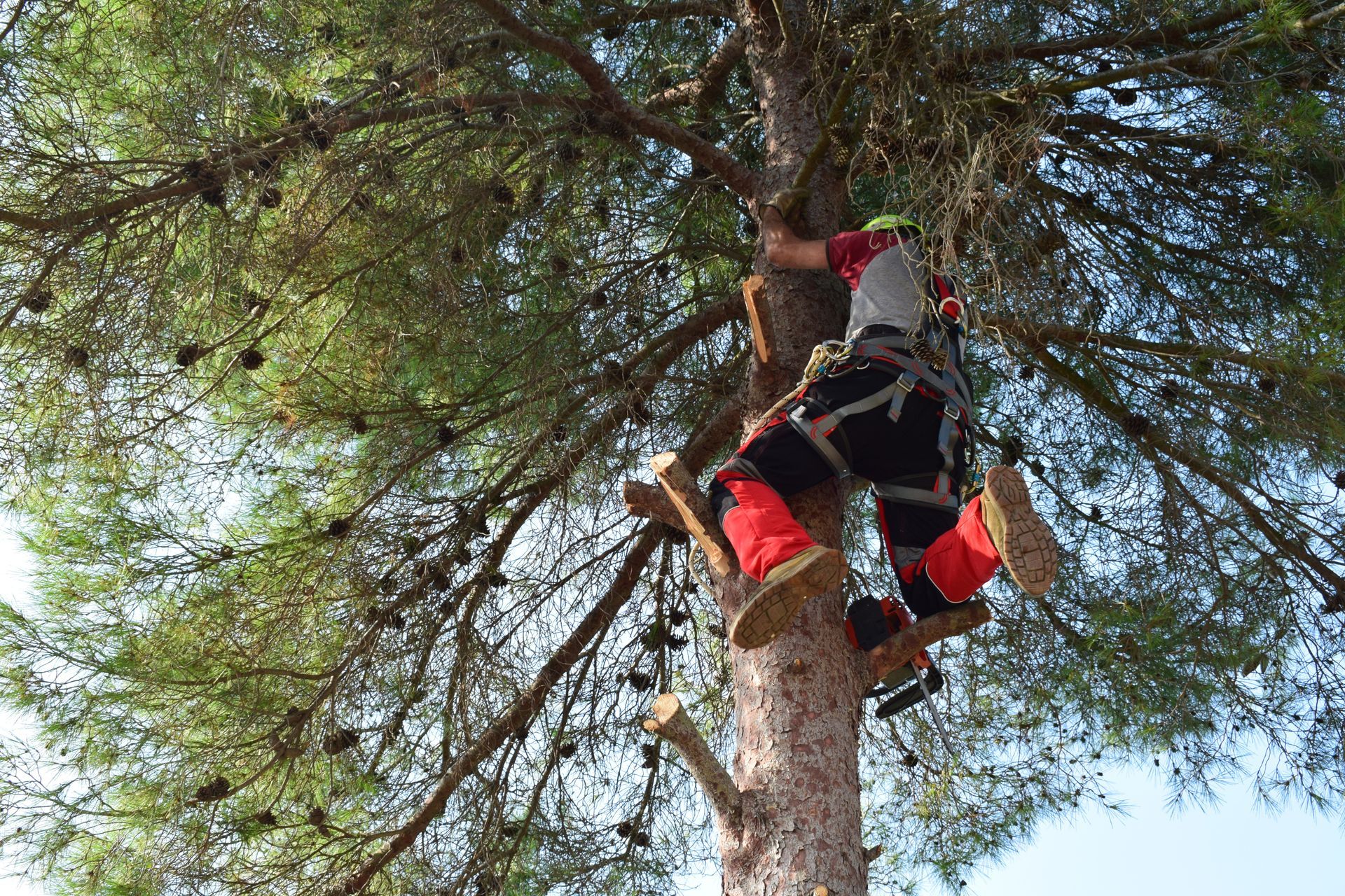Person in red gear climbing a tree, seen among branches against the sky.