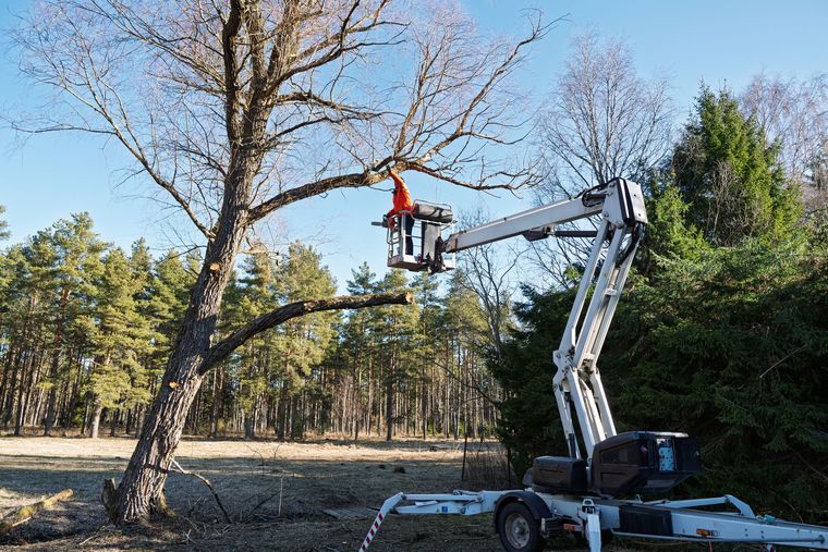 A bucket truck lifts a worker trimming a large tree in a wooded area.
