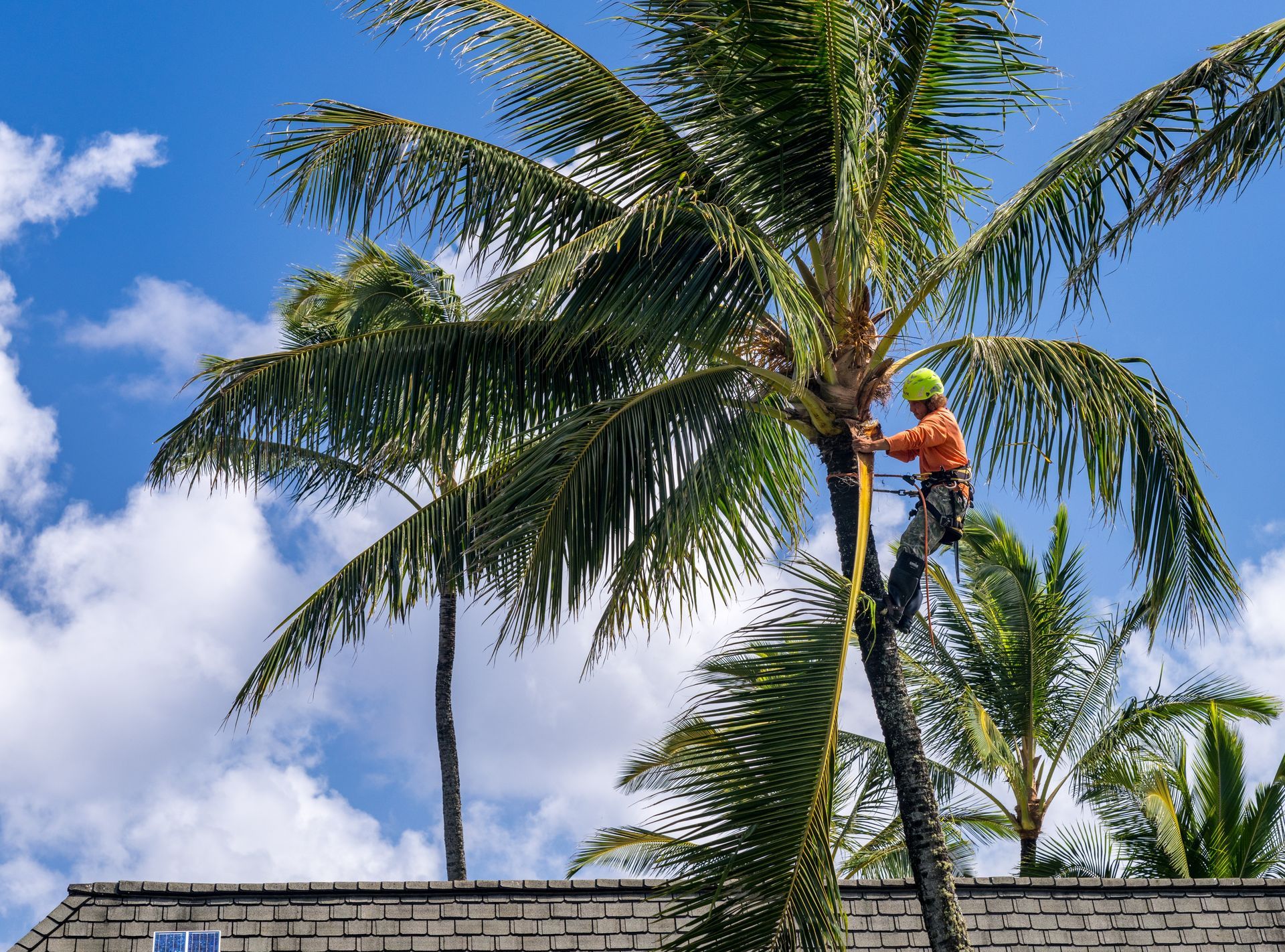 Worker trimming palm tree beside a tiled roof under a blue sky