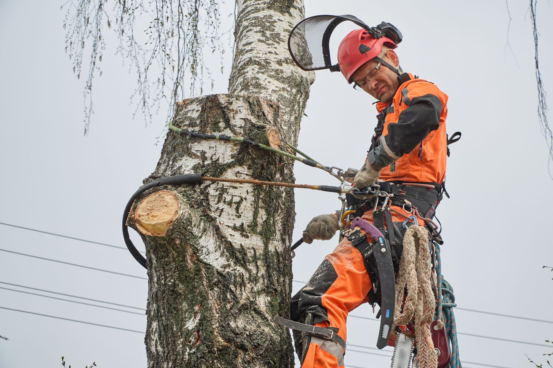 Tree worker in orange safety gear and helmet trimming a birch tree with a chainsaw aloft