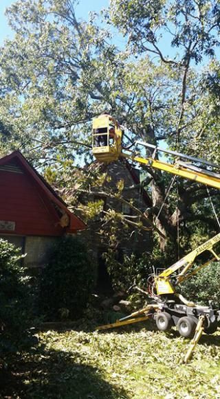 Worker in a bucket lift trimming a large tree beside a house and red roof.