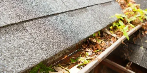 A gutter filled with leaves and plants on a roof.