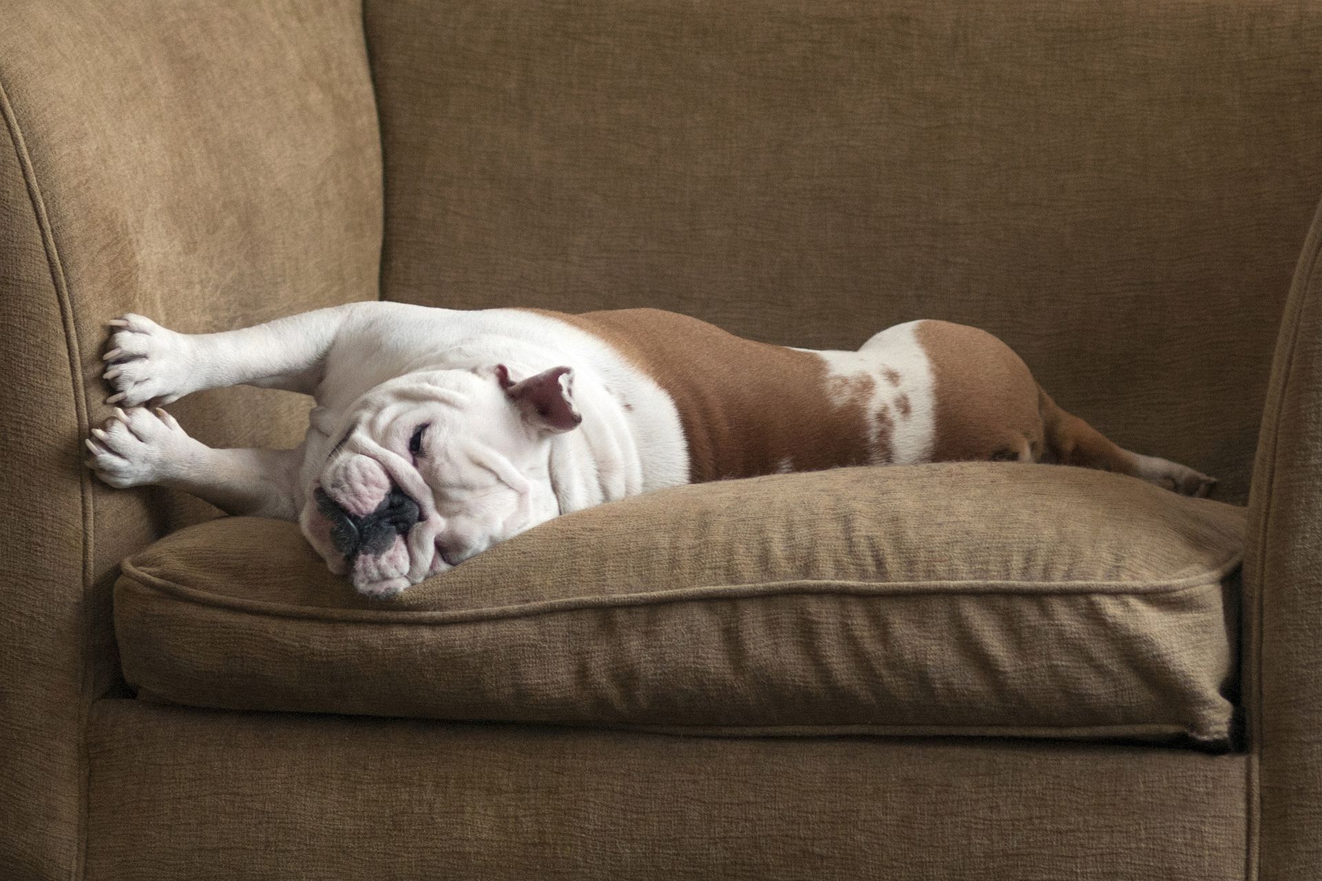 Dog Sleeping On Couch — Bridgewater, NJ — Total House Cleaning LLC