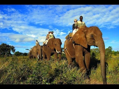 African elephant safari wildlife safari moment