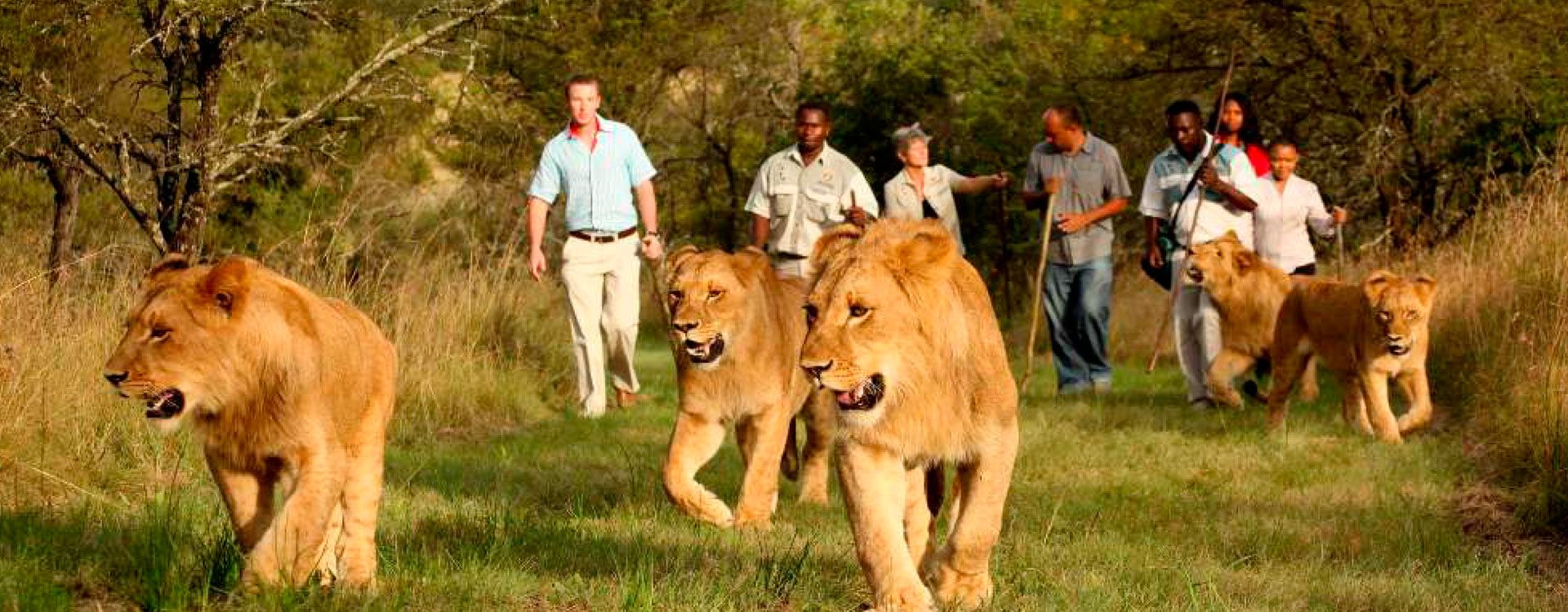 Lion walk experience in Victoria falls