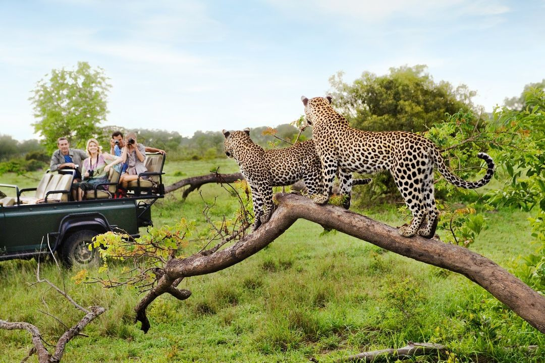 Luxury Safari drive in the Krugar