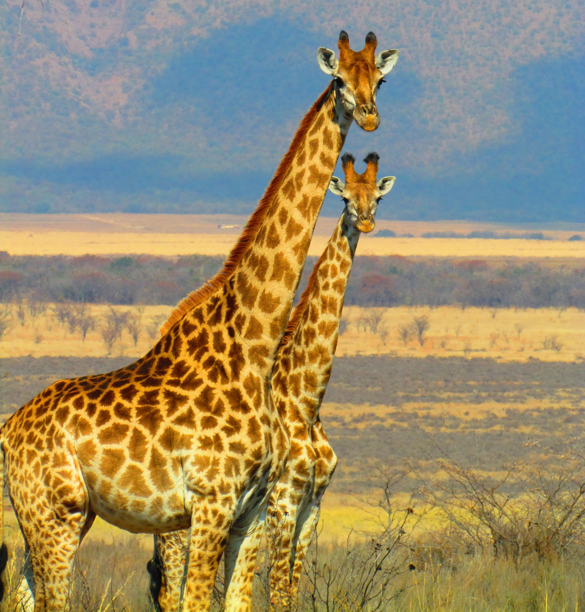 Giraffe in African savannah at sunset