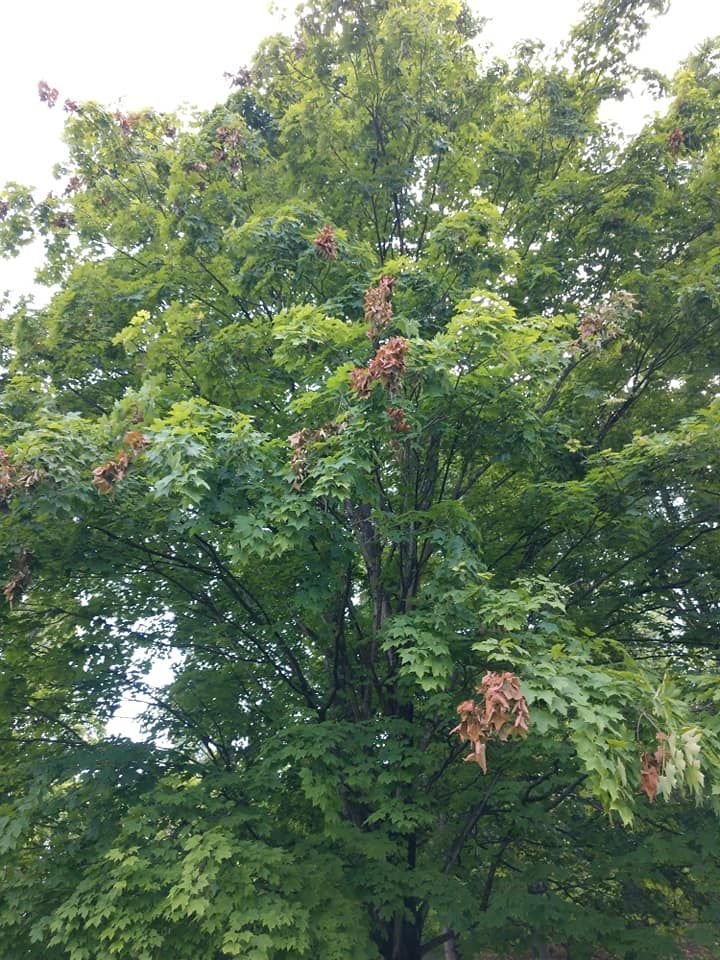 A tree with lots of green leaves and red flowers