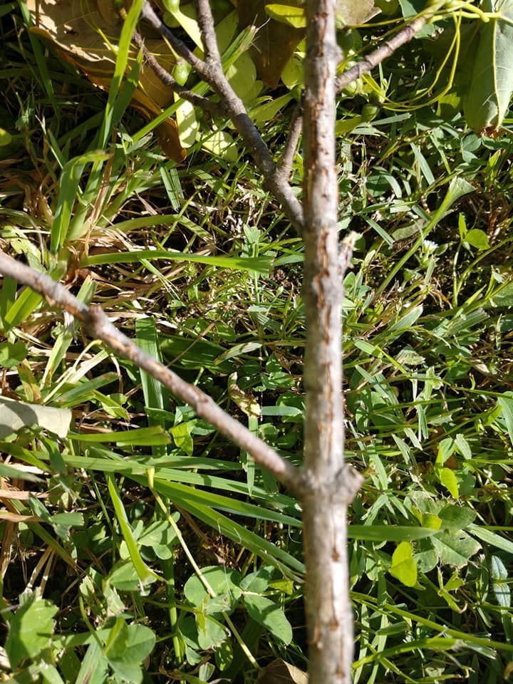 A close up of a tree trunk in the grass.