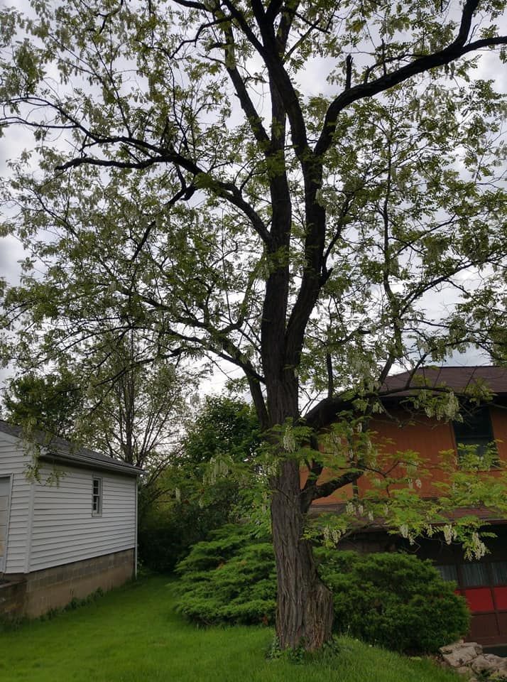 A large tree in a yard next to a house.