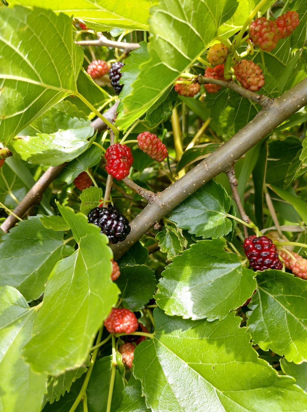 There are many different types of berries growing on a tree.