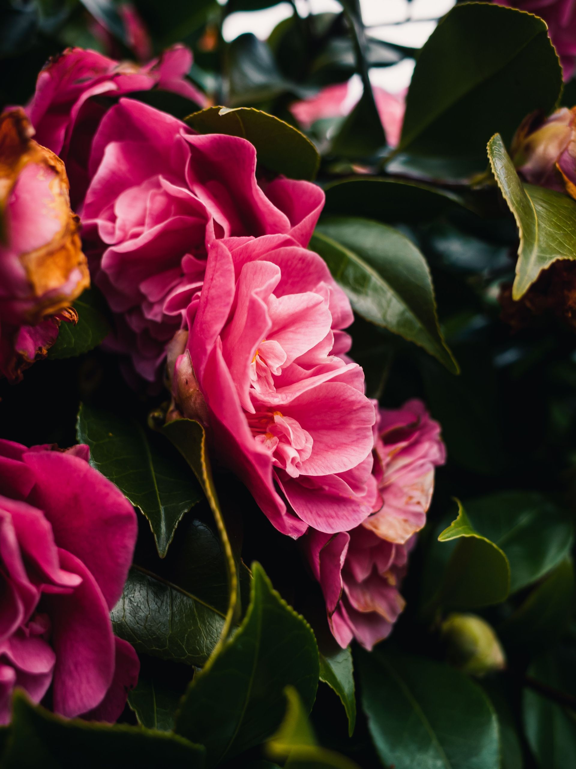Pink camellia blossoms among dark green leaves