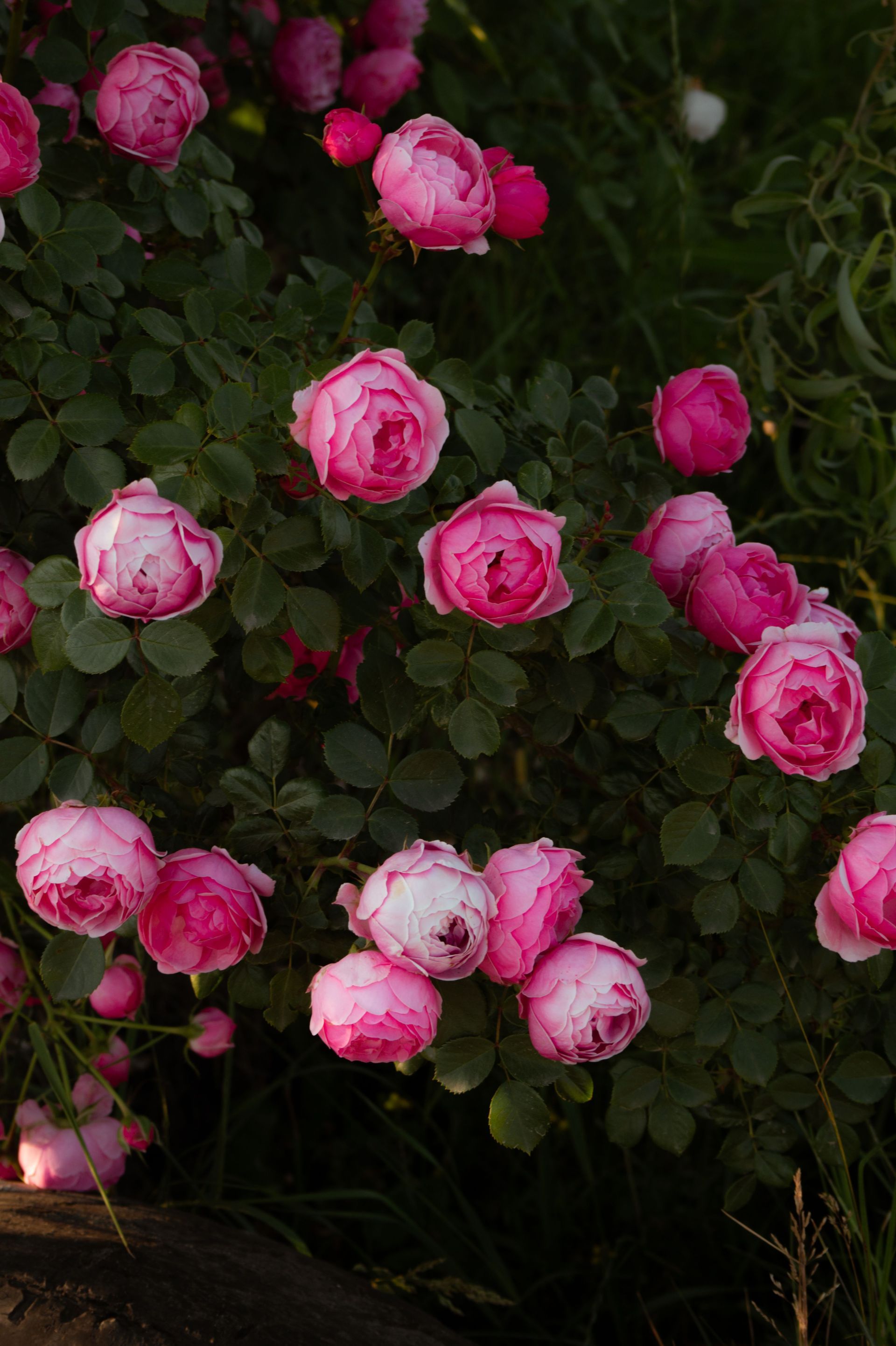 Pink and white roses blooming among dark green leaves in a garden