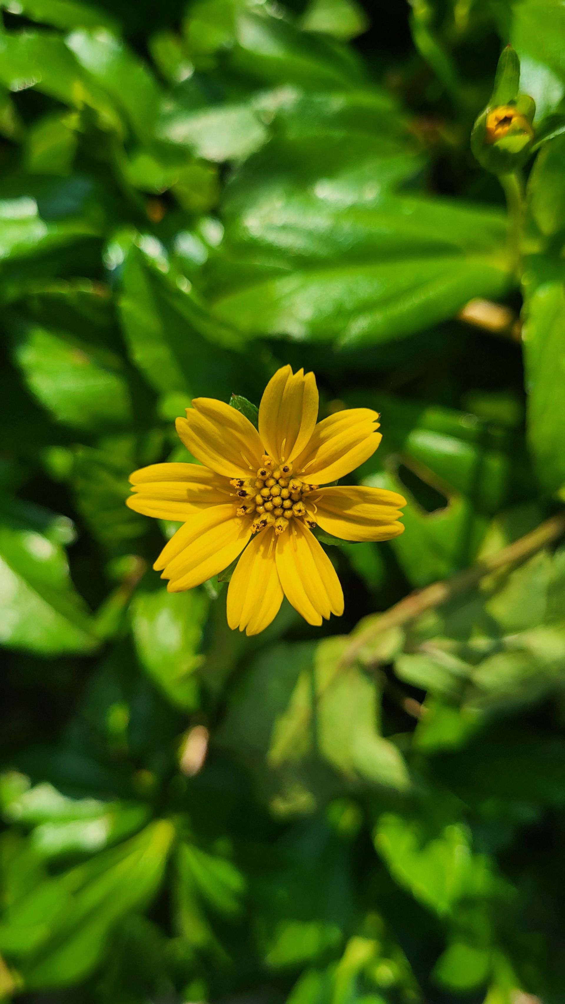 Yellow wildflower blooming среди green leaves