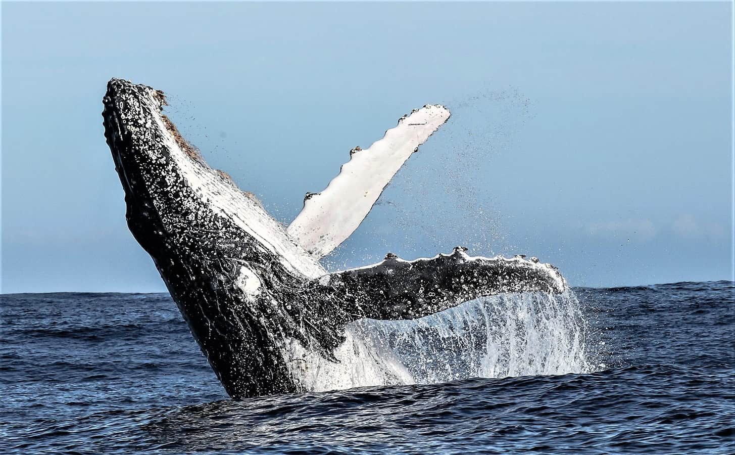 Humpback whale breaching from the ocean beside a boat, with water splashing high against a blue sky.