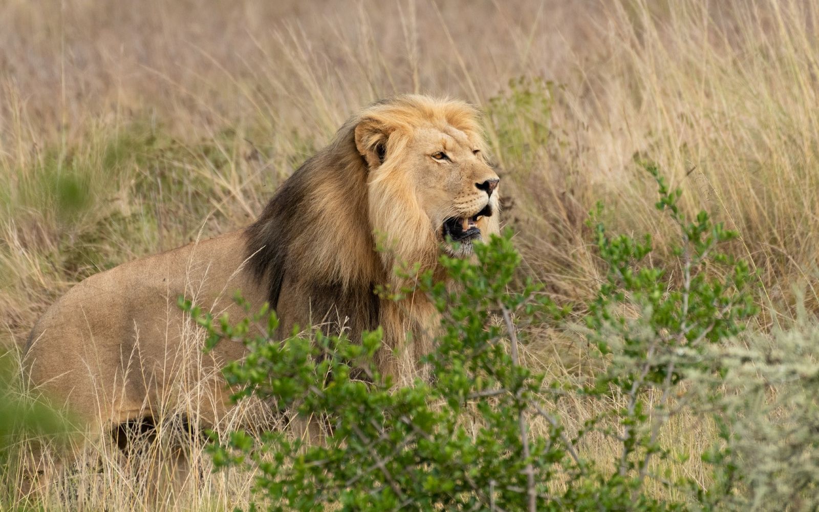 Male lion standing in tall grass, looking alert in a savanna field