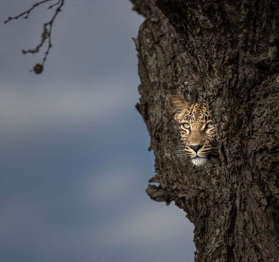 Leopard peering from a hollow in a tree trunk against a cloudy sky