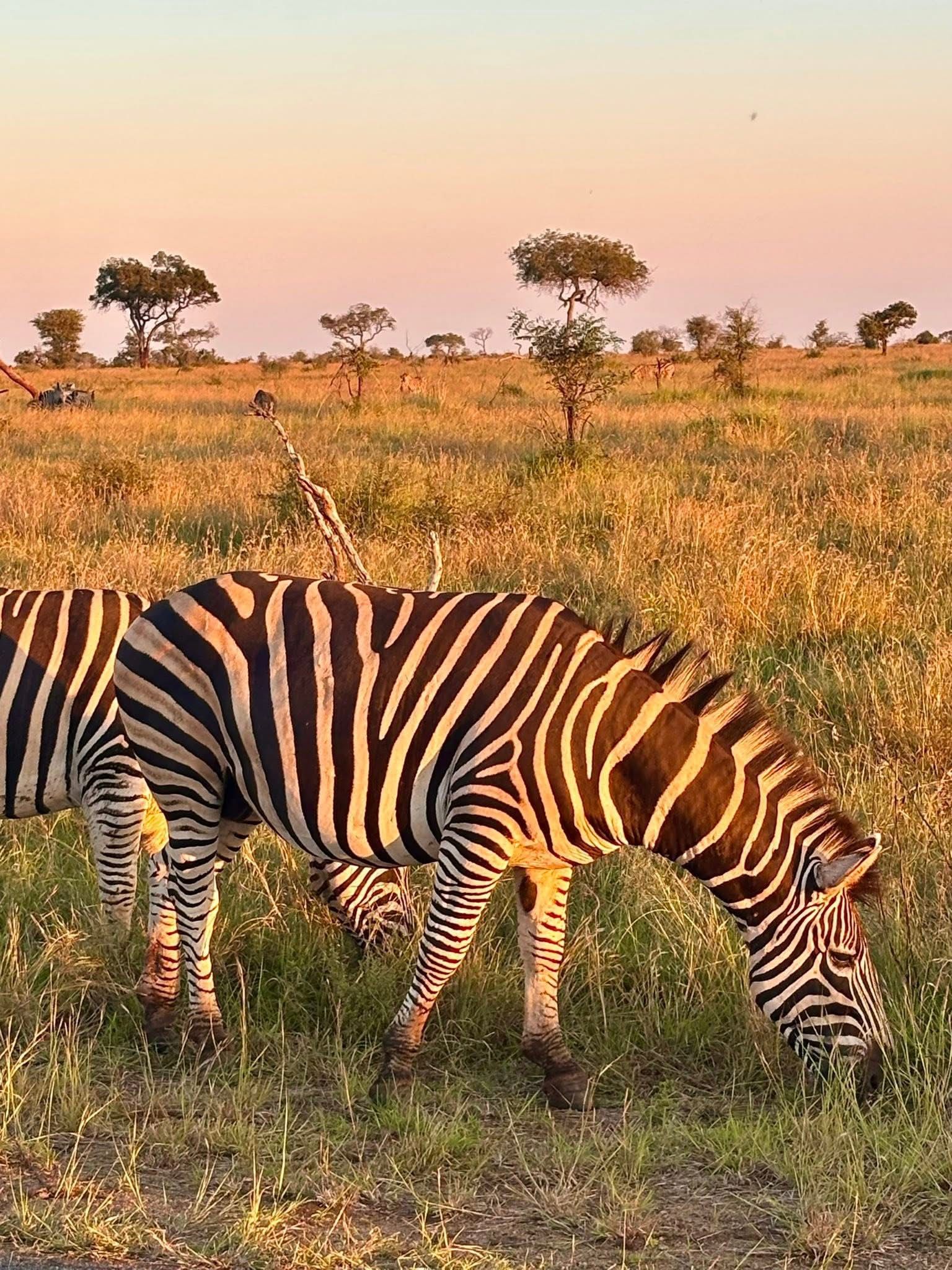 Two zebras grazing in a golden savanna at sunset with scattered acacia trees.