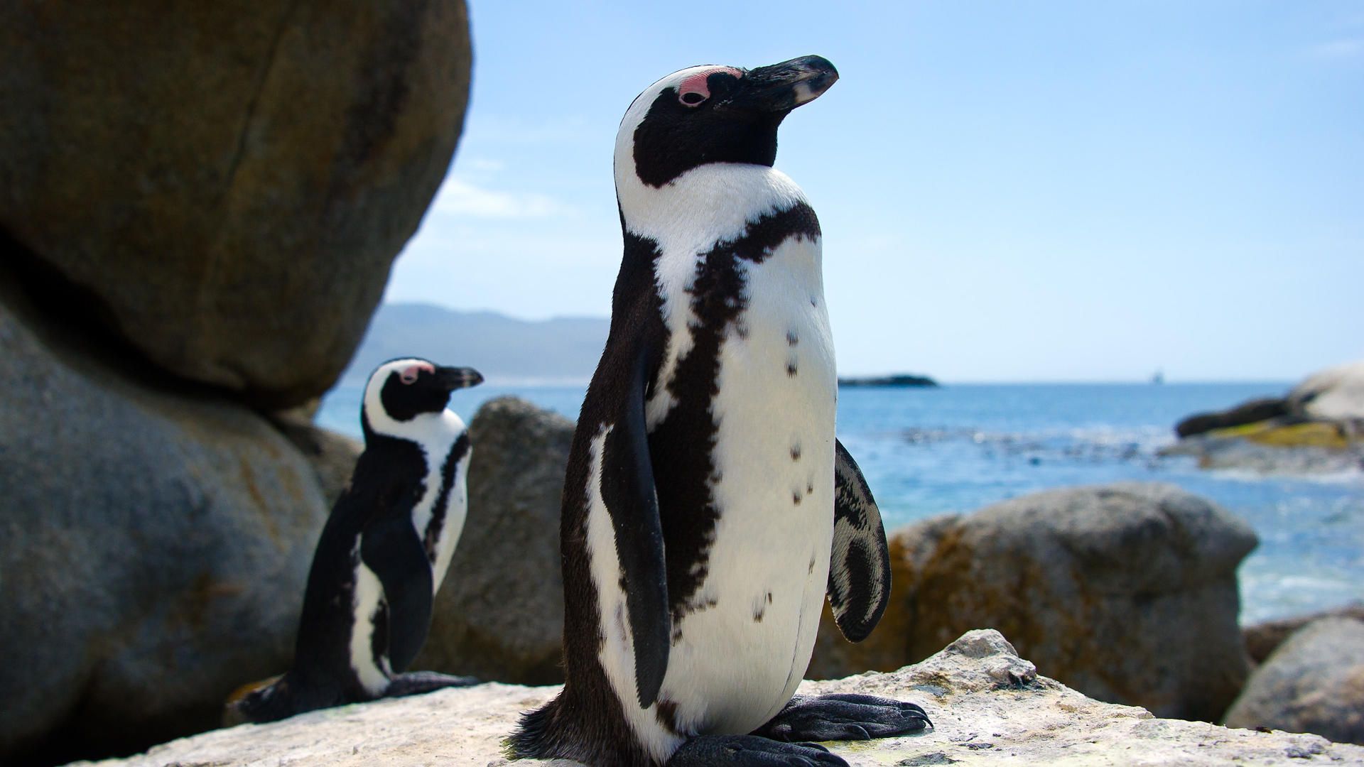 Two penguins standing on a rocky shore by the ocean, one in the foreground and one behind.