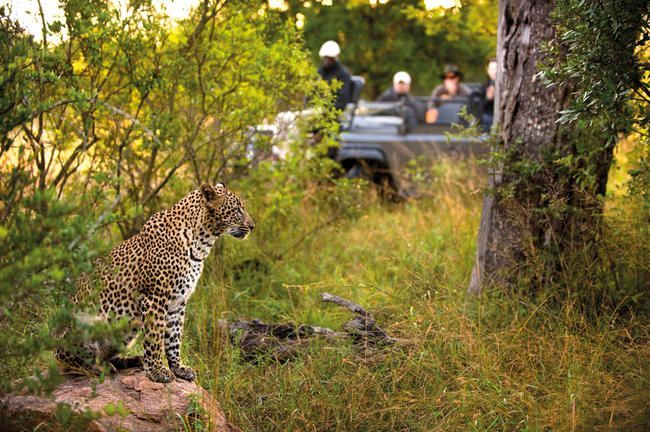 Leopard standing in grass near safari vehicle with people in the background