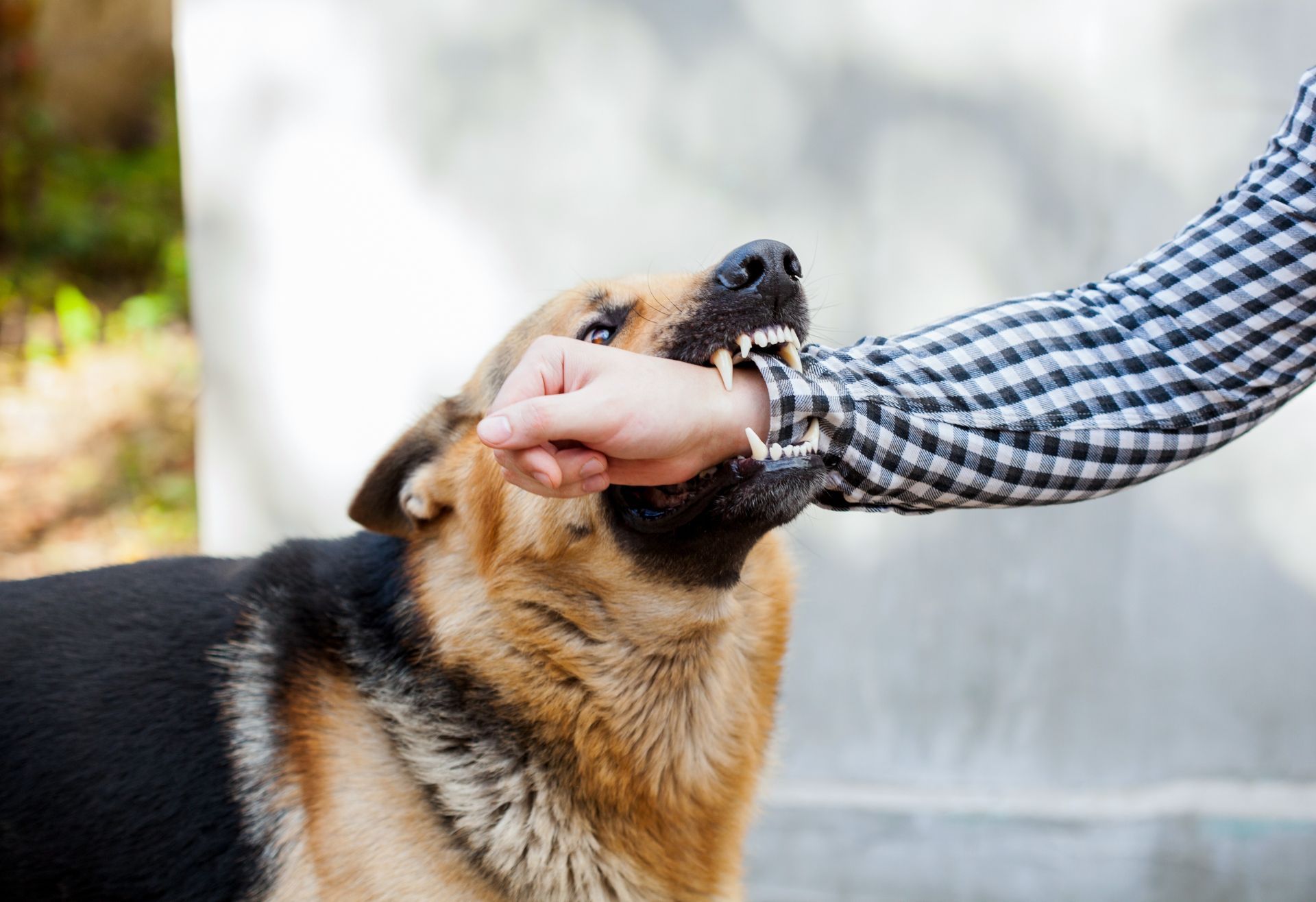 Hand petting a tan and black dog outdoors near a wall