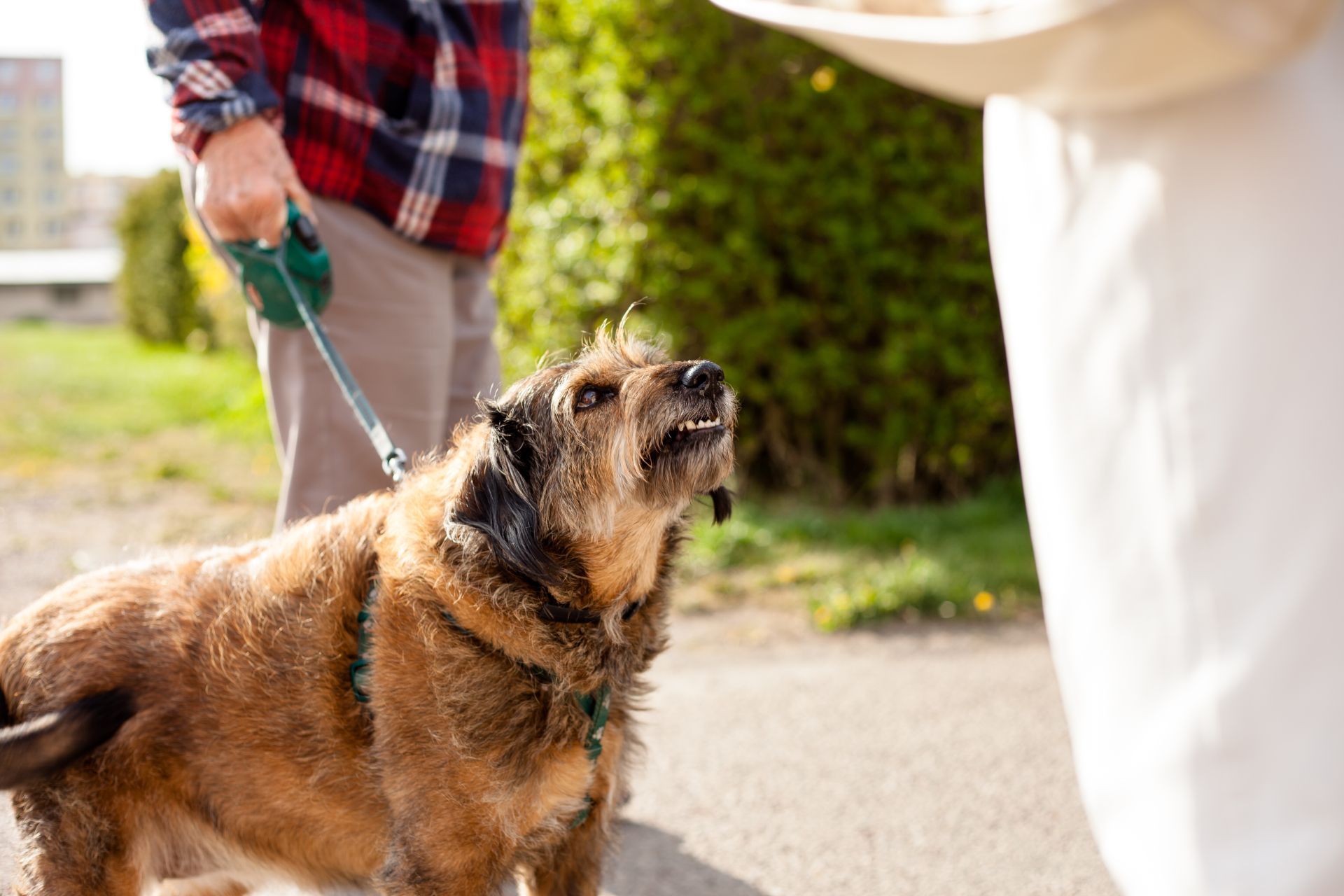 Large brown dog on a leash barking at a person outdoors, held by someone in a red plaid shirt