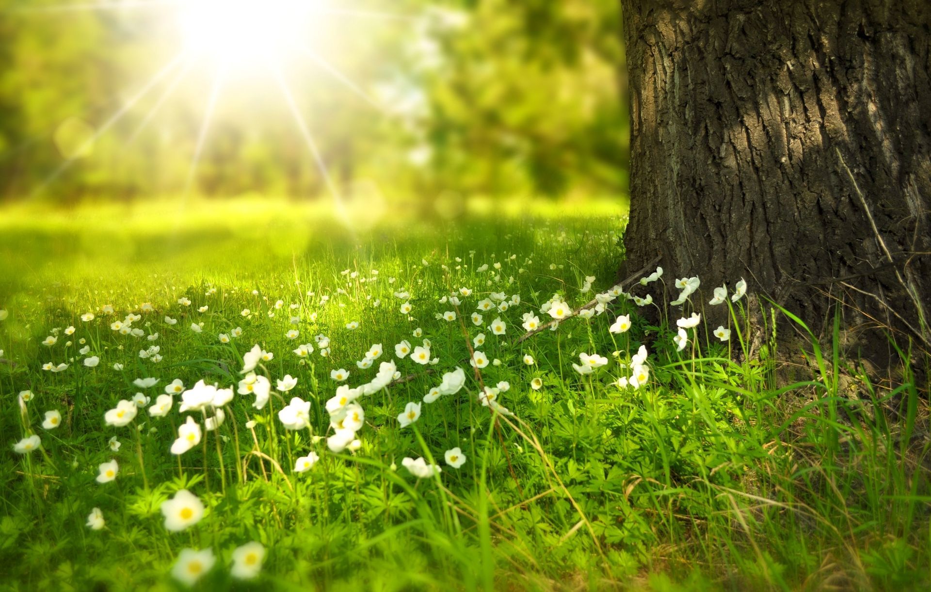 Sunlit meadow with white wildflowers and a large tree trunk in the foreground