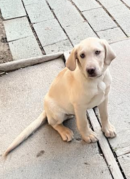 Reno Dog & Puppy Training Near Me