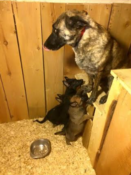 Reno Dog & Puppy Training Near Me