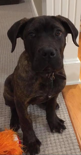 Reno Dog & Puppy Training Near Me