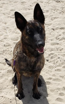 Reno Dog & Puppy Training Near Me