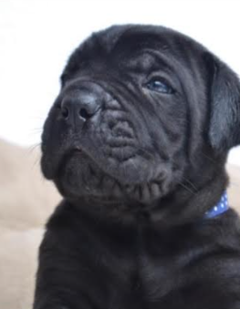 Reno Dog & Puppy Training Near Me